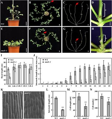 The GA 20-Oxidase Encoding Gene MSD1 Controls the Main Stem Elongation in Medicago truncatula